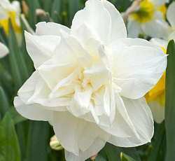 Нарцисс (Махровый) - Калгари
