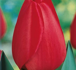 Тюльпан (Дарвинов гибрид) - Парад