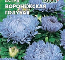 Астра Воронежская голубая (пионовидная)
