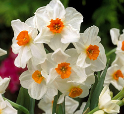 Нарцисс (Тацеттовидный) - Гераниум