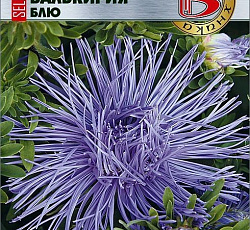 Астра китайская Валькирия селект Блю