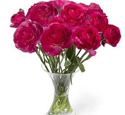 Лютик (гибридный) - Романс Меркури