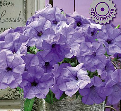 Петуния гибридная Ивнинг Сенсейшн