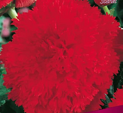 Бегония (бахромчатая) - Скарлет