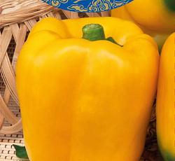 Перец сладкий Золотой бочонок
