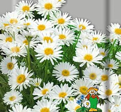 Астра Альпийская Белая