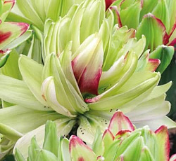 Лилия (азиатская махровая) - Мистери Дрим