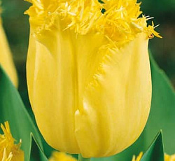 Тюльпан (Бахромчатый) - Хиллстар