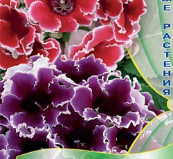 Глоксиния Жизель (смесь сортов)