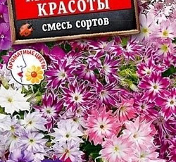 Флокс Мгновение красоты, смесь сортов