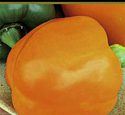 Перец сладкий Бычок