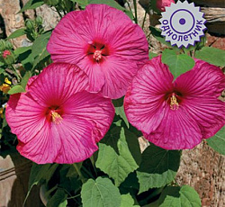 Гибискус Ханимун Роуз