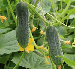 Огурец Изящный