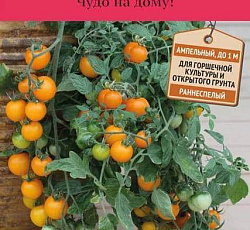 Томат Золотая гроздь