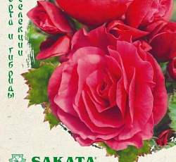 Бегония клубневая Фортуна Дарк роуз F1