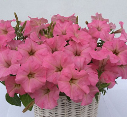 Петуния многоцветковая Аморе мио розовая F1