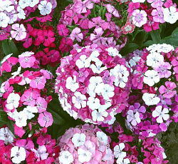 Гвоздика турецкая Новерна клоун F1