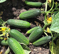 Огурец Чудо хрустик F1