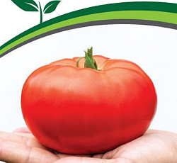 Томат Деревенский F1