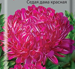 Астра Пионовидная Седая дама красная
