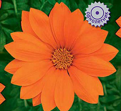 Газания Нью Дэй Клеа Оранж