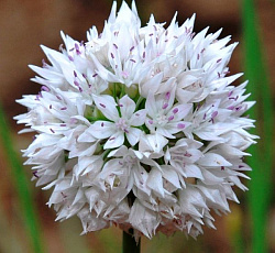 Лук декоративный - узколистный Грейсфул