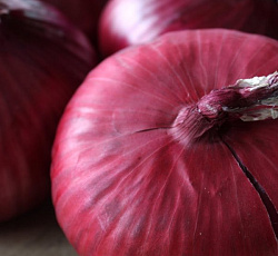 Лук репчатый Даниловский 301