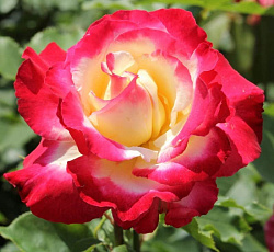 Роза (чайно-гибридная) - Дабл Делайт