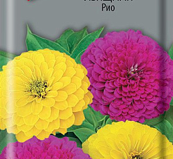 Цинния изящная Рио