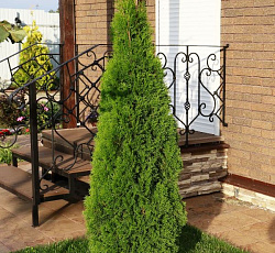 Туя западная Канди страйп