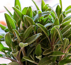 Шалфей лекарственный Кубанец