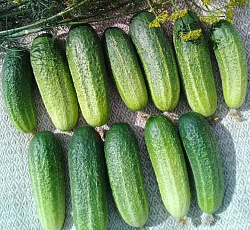 Огурец Веселые гномики F1