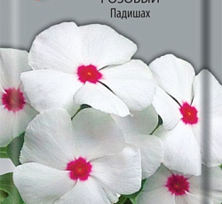 Катарантус розовый Падишах