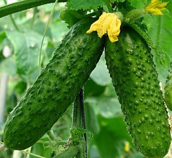 Огурец Ультраскороспелый