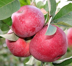 Яблоня - Лобо