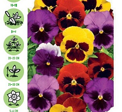 Виола Виттрока Барокко