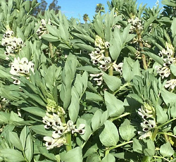 Бобы кормовые Пензенские 16 (медонос, сидерат)