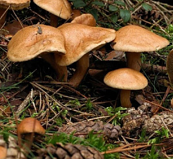 Козляк (решетник)