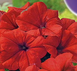 Петуния Лимбо красная F1 (крупноцветковая)