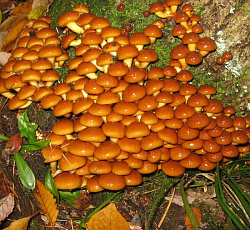 Опенок японский Фолиота намеко