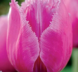 Тюльпан (Бахромчатый) - Лувр