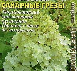 Гортензия Метельчатая Сахарные грезы