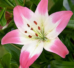 Лилия (азиатская) - Шугар Лав