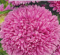 Астра Баллон Розовый