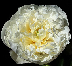 Пион (Травянистый) - Дюшес де Немур