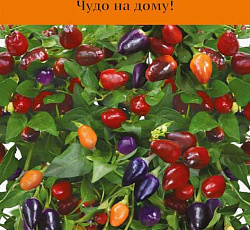 Перец кустарниковый Мексиканец (острый)