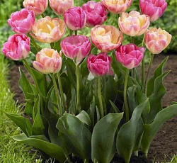 Тюльпан (Махровый поздний) - Крем Апстар