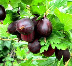Крыжовник - Черносливовый