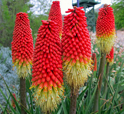 Книфофия ягодная Селиана