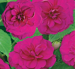 Бальзамин Уоллера Искушение светло-пурпурное F1